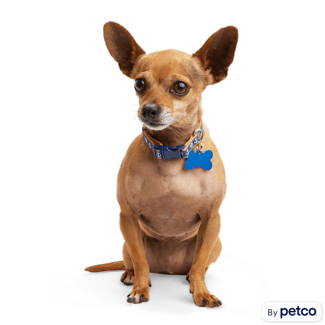 Tiny hot sale dog collar